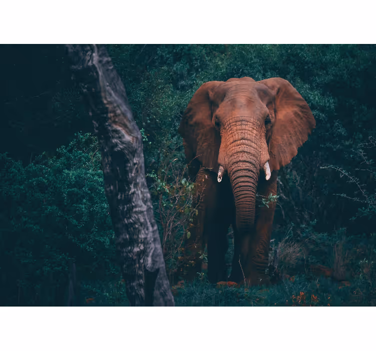 Animal mural majestic elephant presence - TenStickers