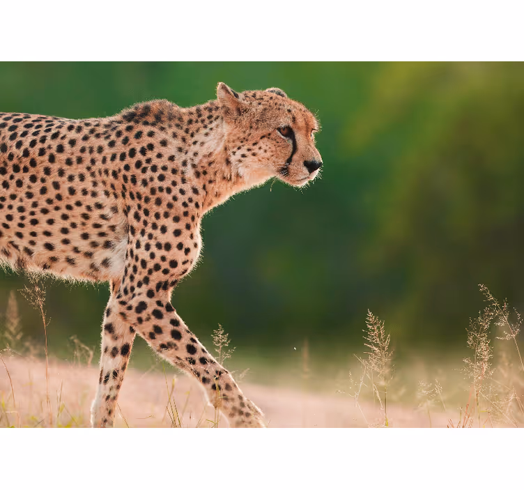 Animal mural cheetah in motion - TenStickers