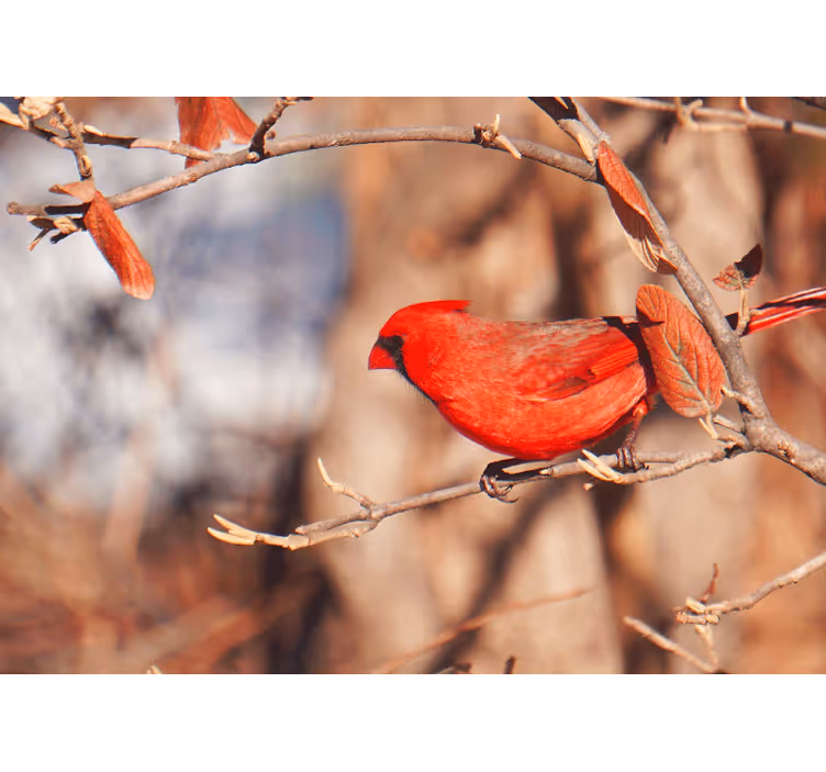 Cardinal perched animal mural - TenStickers