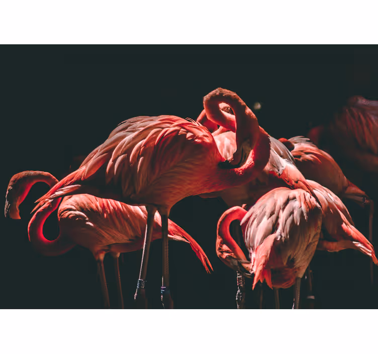 Animal mural flamingo serenity - TenStickers