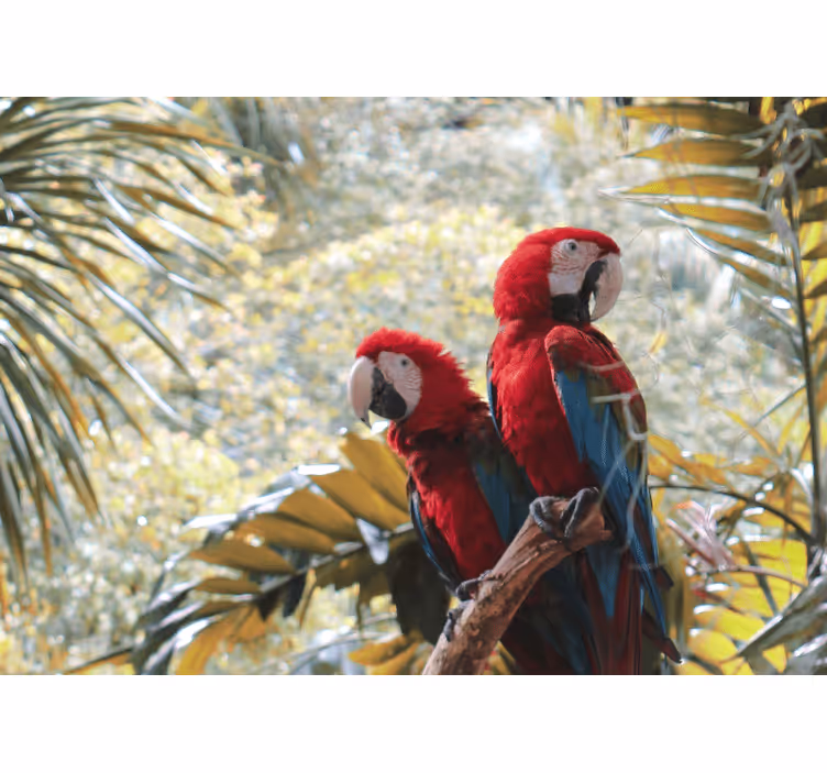 Animal mural scarlet macaw pair - TenStickers