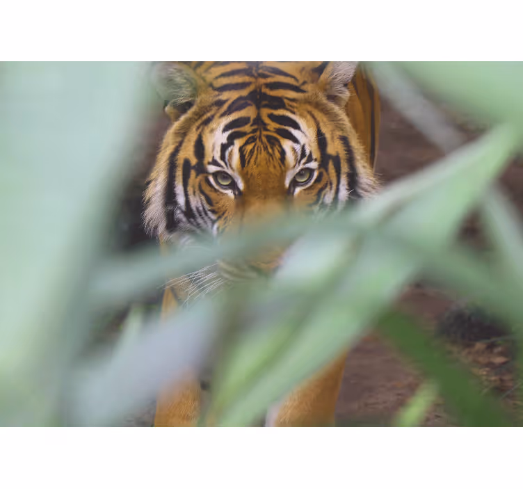 Animal mural tiger in the wilderness - TenStickers