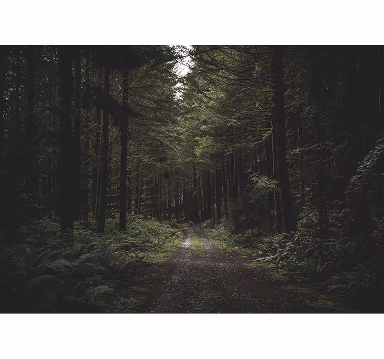 Nature wall mural verdant woodland trail - TenStickers