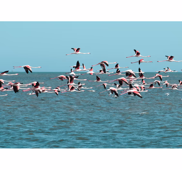 Animal mural flamingos above water - TenStickers