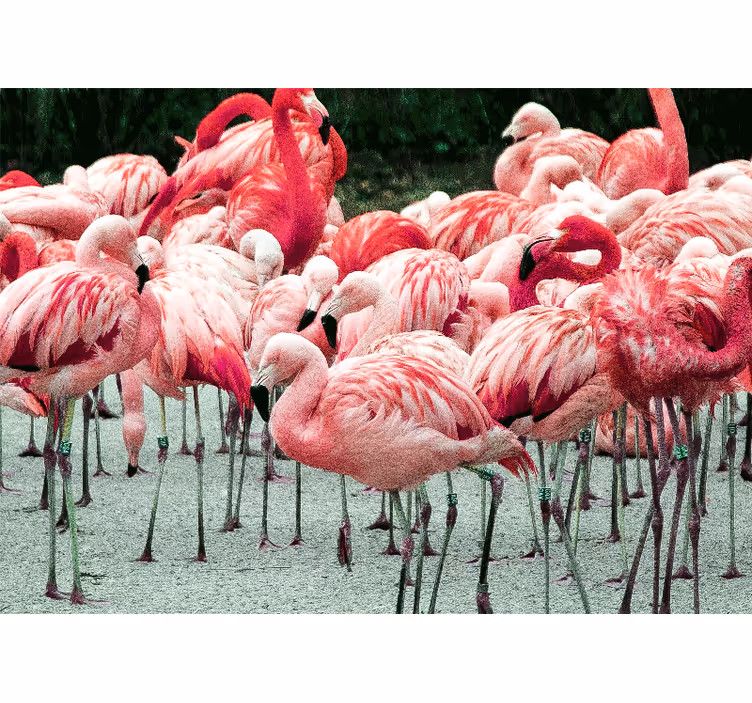 Animal mural flamingo flock - TenStickers