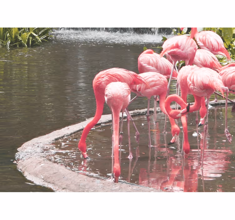 Animal mural flamingo assembly - TenStickers