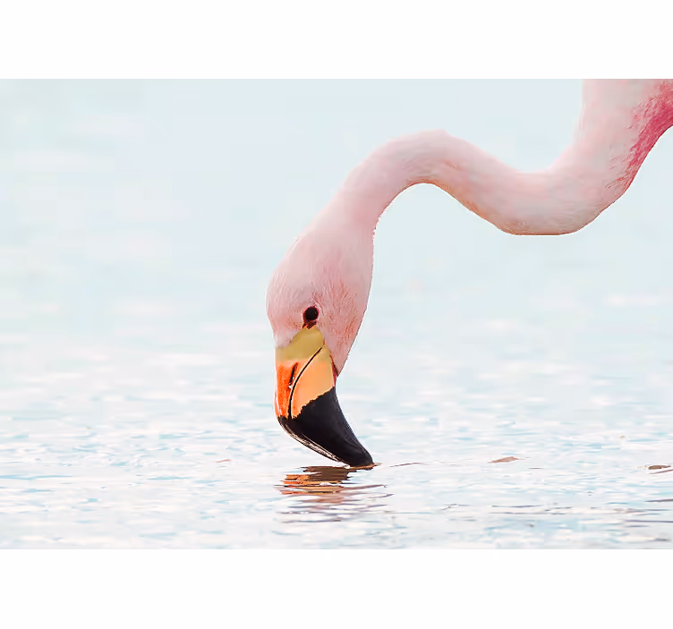 Wall mural flamingo water reflection - TenStickers