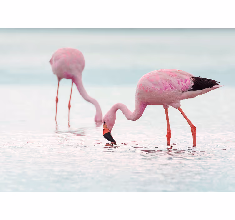 Animal mural flamingo feeding scene - TenStickers