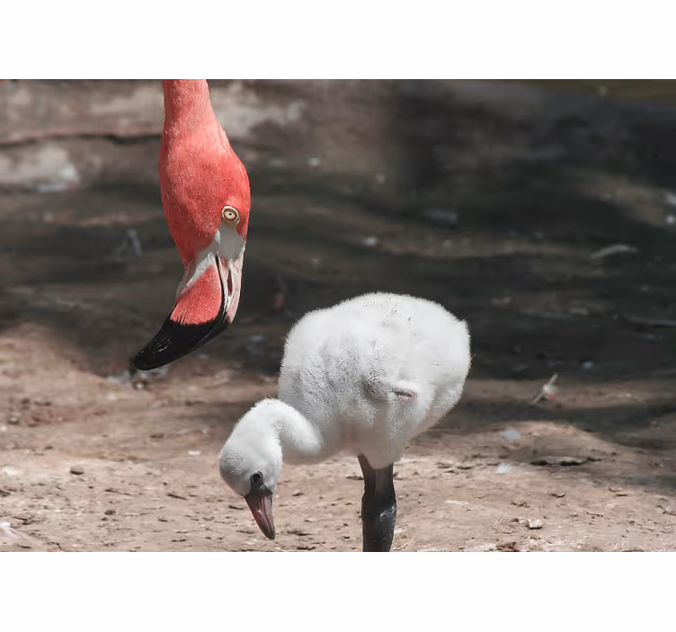 Flamingo with a baby flamingo Hallway Mural - TenStickers
