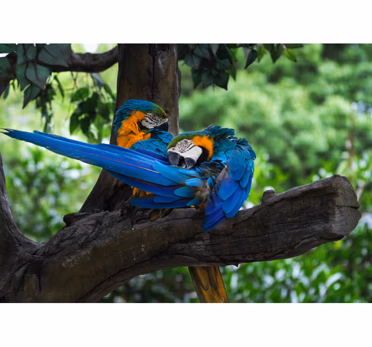 Animal mural colorful macaw pair - TenStickers