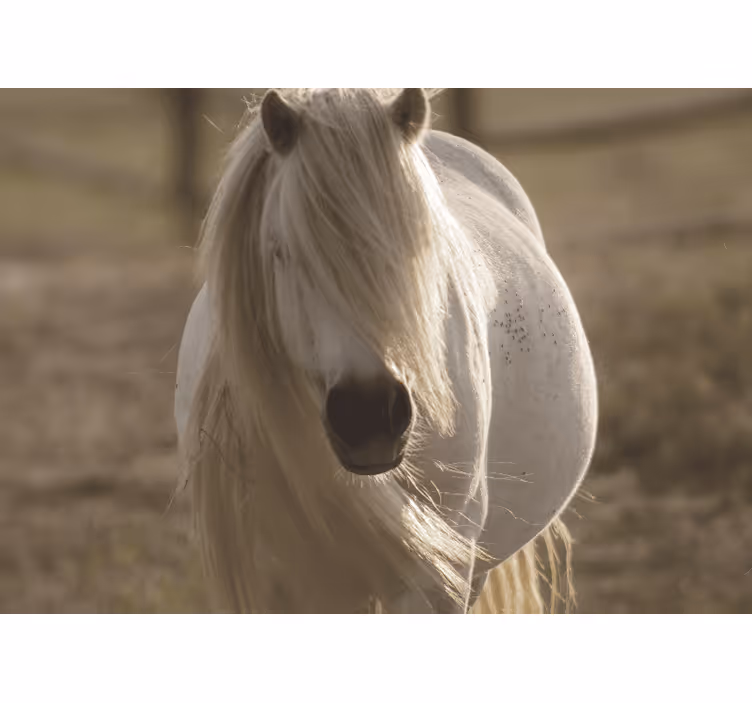 Wall mural regal white steed - TenStickers