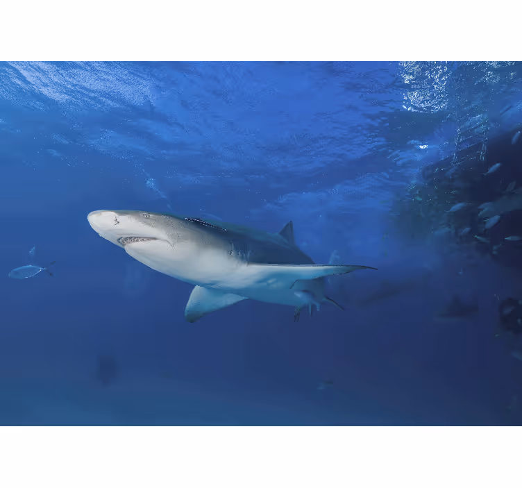Animal mural majestic shark adventure - TenStickers