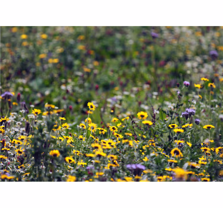 Flower mural sunny meadow blooms - TenStickers