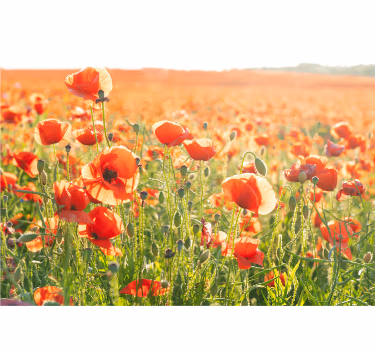 Poppy wall mural sunlit poppy fields - TenStickers
