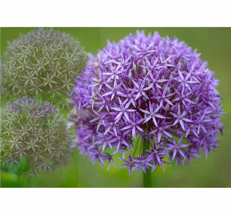 Poppy wall mural in purple floral arrangement - TenStickers