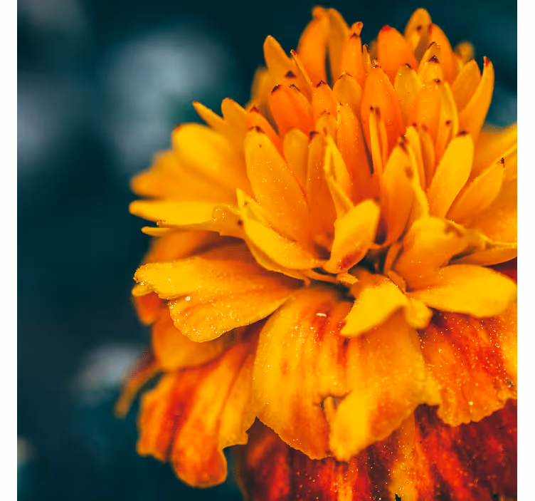 Flower mural orange flower closeup - TenStickers