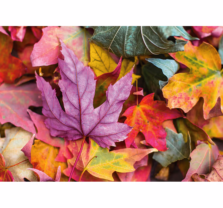 Flower mural colorful leaf designs - TenStickers