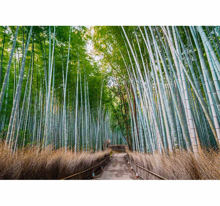 Bamboo mural bamboo forest path - TenStickers