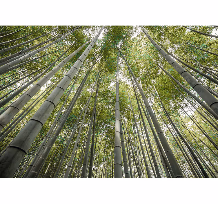 Bamboo mural tall bamboo forest - TenStickers