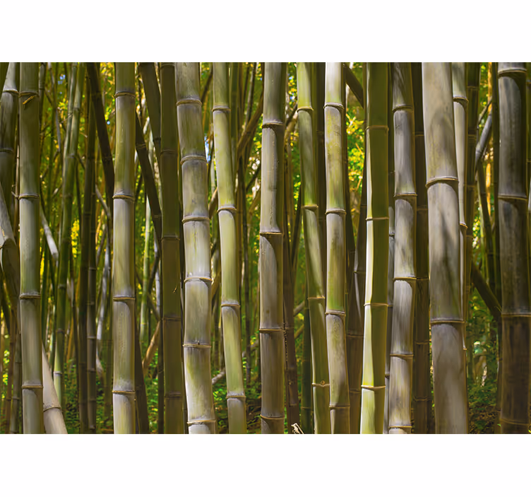 Bamboo mural serene bamboo grove - TenStickers