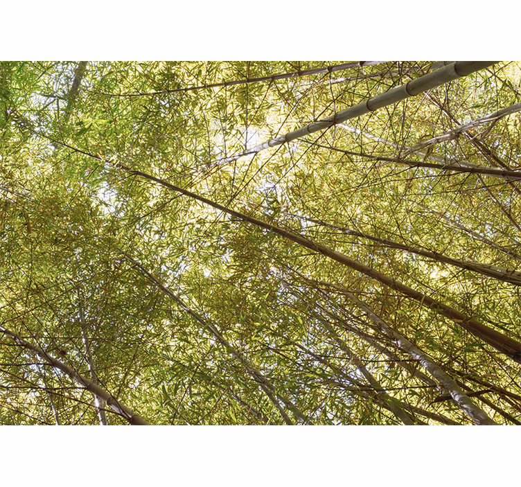 Bamboo mural bamboo canopy perspective - TenStickers