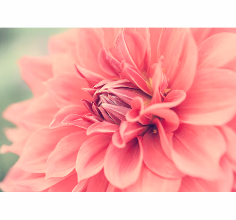 Flower mural in vibrant pink blossom - TenStickers