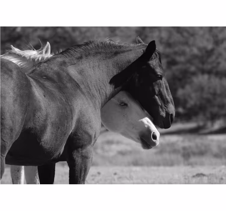 Animal mural horse companionship mural - TenStickers