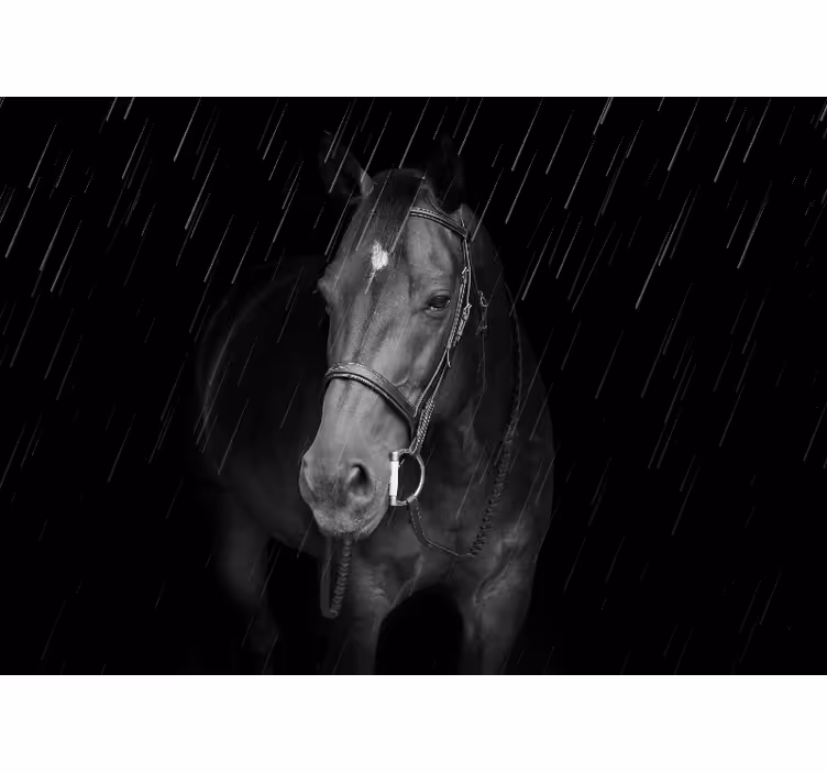 Animal mural regal equine portrait - TenStickers