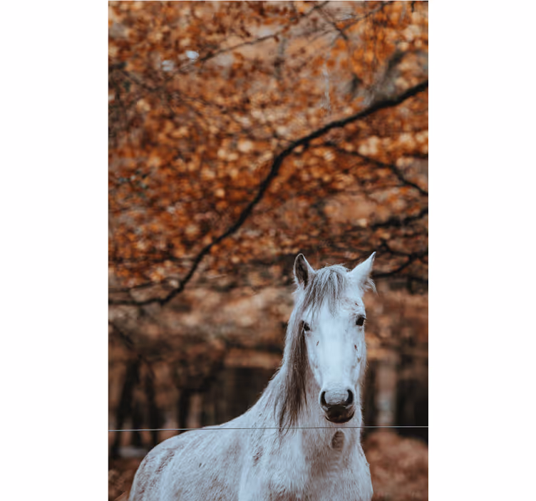 Majestic White Horse animal mural - TenStickers
