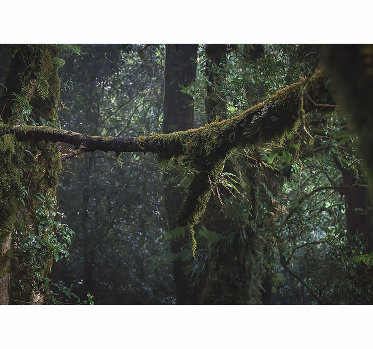 Forest wall mural lush green treetops design - TenStickers