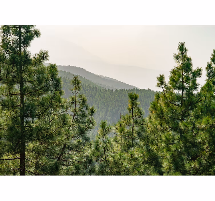 Nature wall mural lush greenery landscape - TenStickers