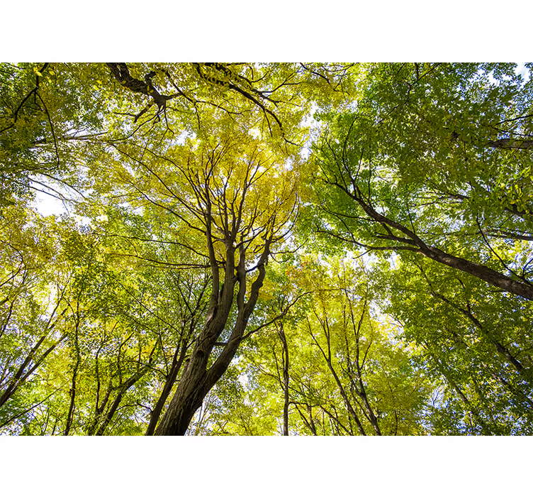 Nature wall mural lush forest canopy - TenStickers