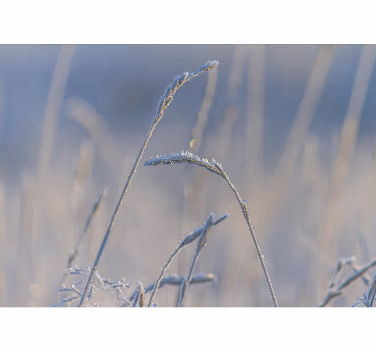 Nature wall mural frosty grass tips - TenStickers