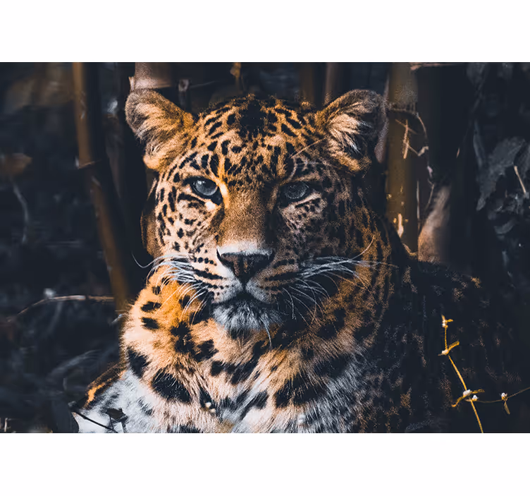 Animal mural majestic leopard portrait - TenStickers