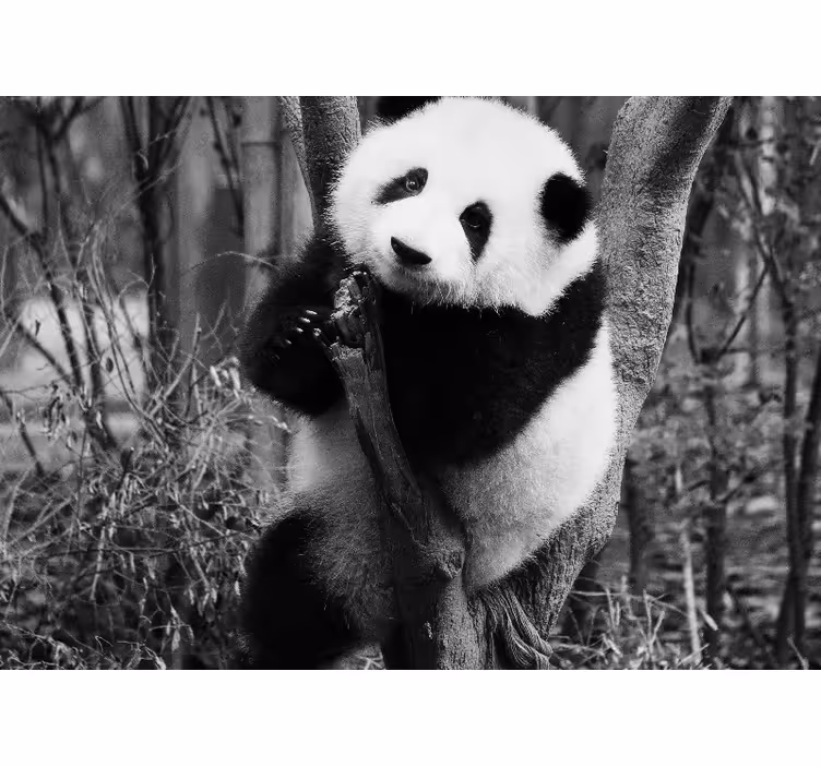 Animal mural panda in a tree - TenStickers