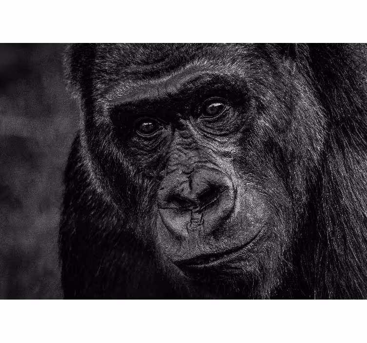 Animal mural gorilla close-up - TenStickers