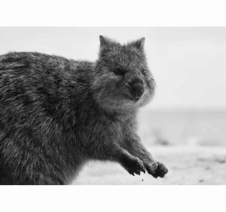 Animal mural close-up wombat expression - TenStickers