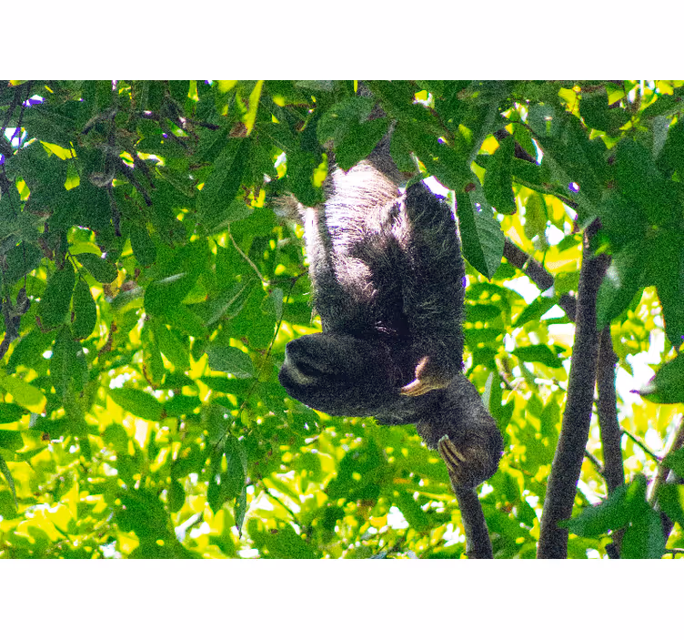 Animal mural sloth hanging in greenery - TenStickers