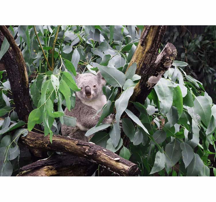 Animal mural koala among leaves - TenStickers