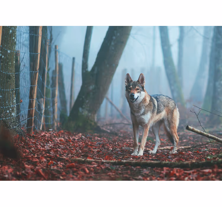 Animal mural wolf in misty forest - TenStickers