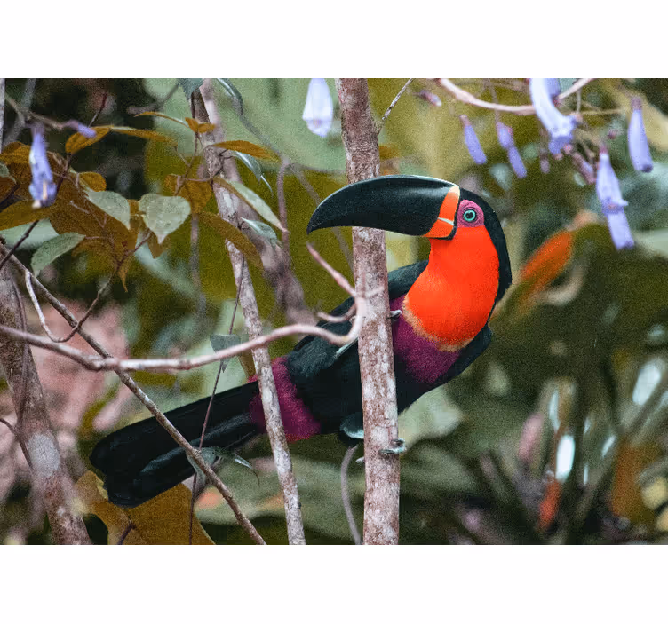 Animal mural colorful toucan display - TenStickers
