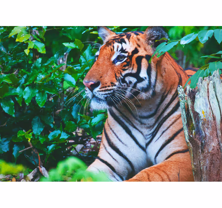Jungle wall mural majestic tiger staring - TenStickers