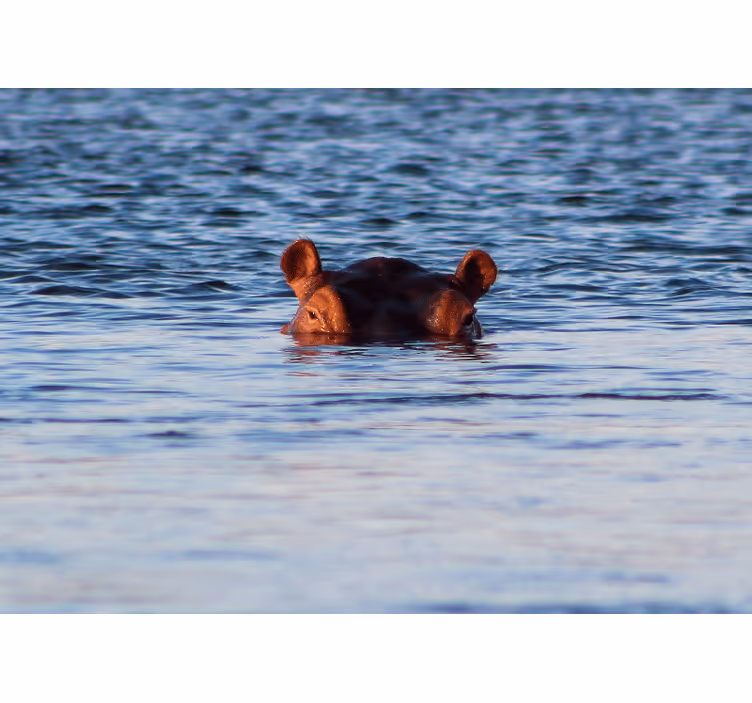 Animal mural hippo swimming calmly - TenStickers