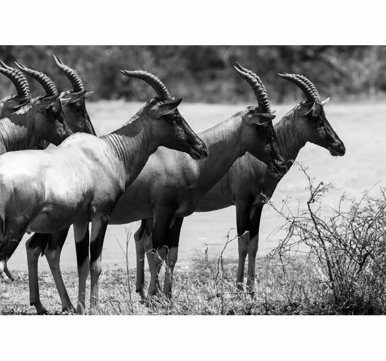 Animal mural african antelope herd - TenStickers