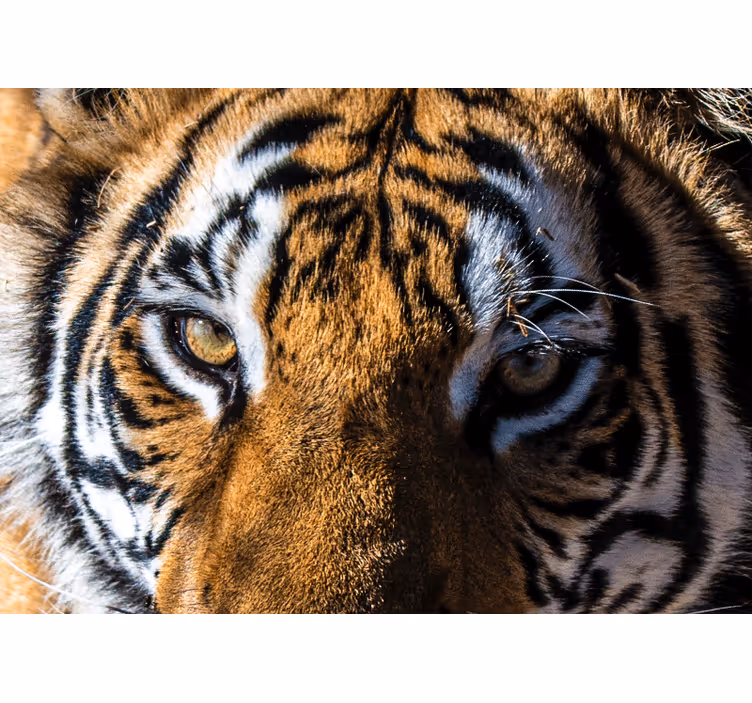 Animal mural magnificent tiger close-up - TenStickers