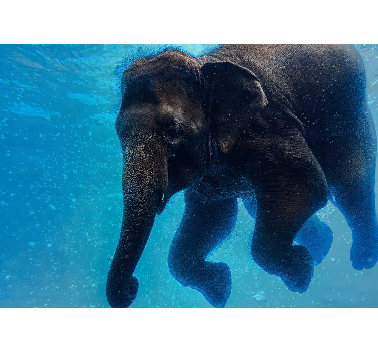 Under the sea mural underwater elephant - TenStickers