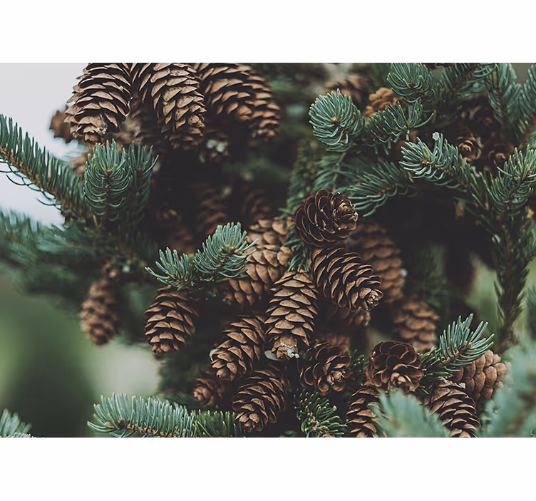 Tree wall mural pine cone cluster design - TenStickers