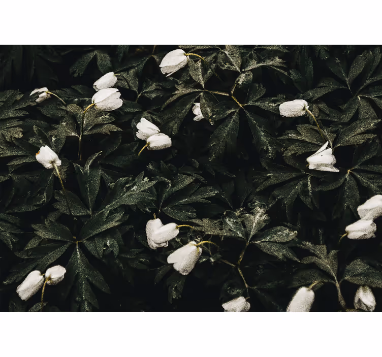 Flower mural gentle white flowers - TenStickers