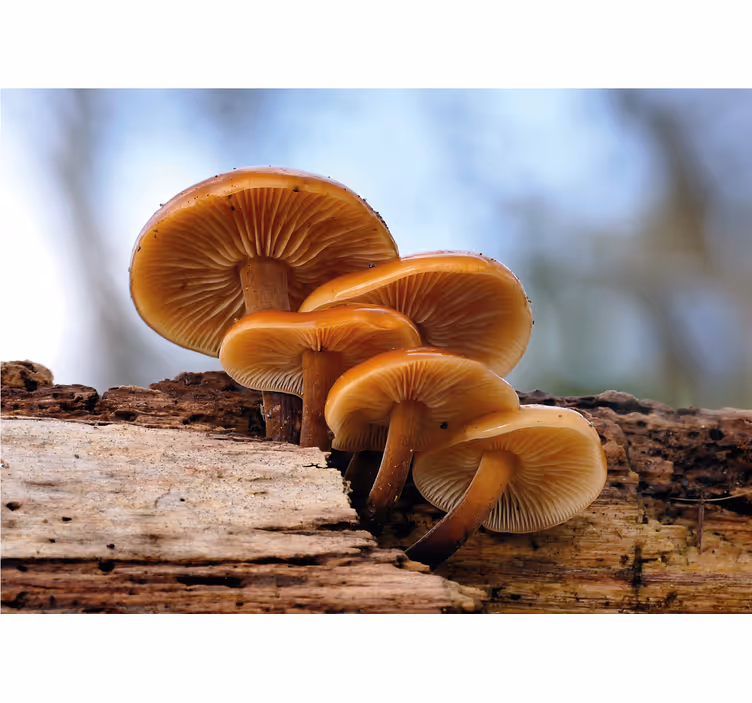 Flower mural mushroom cluster art design - TenStickers