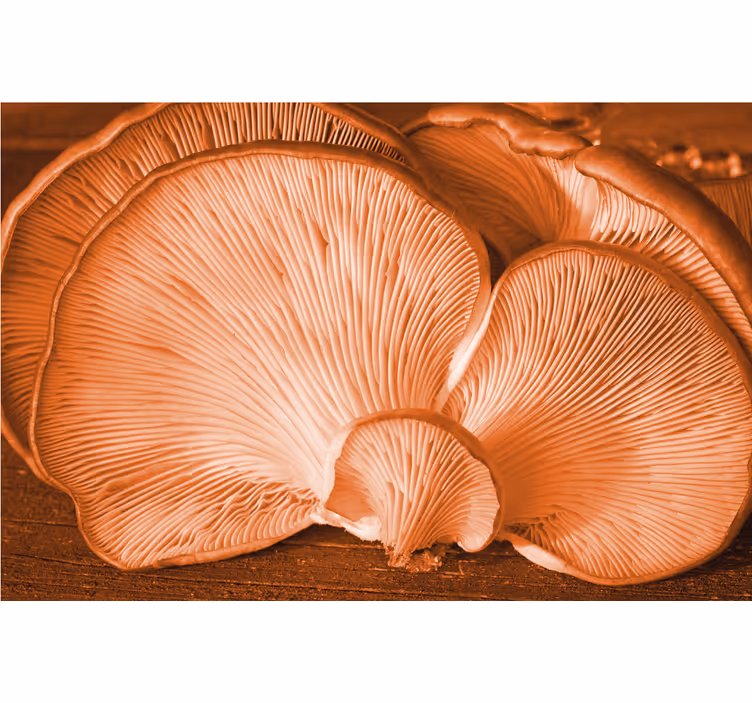 Flower mural with mushroom texture design - TenStickers